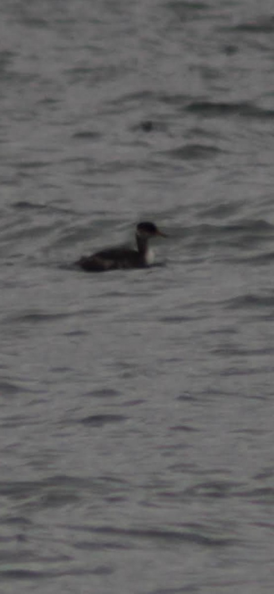 Somormujo Cuellirrojo - ML647498884