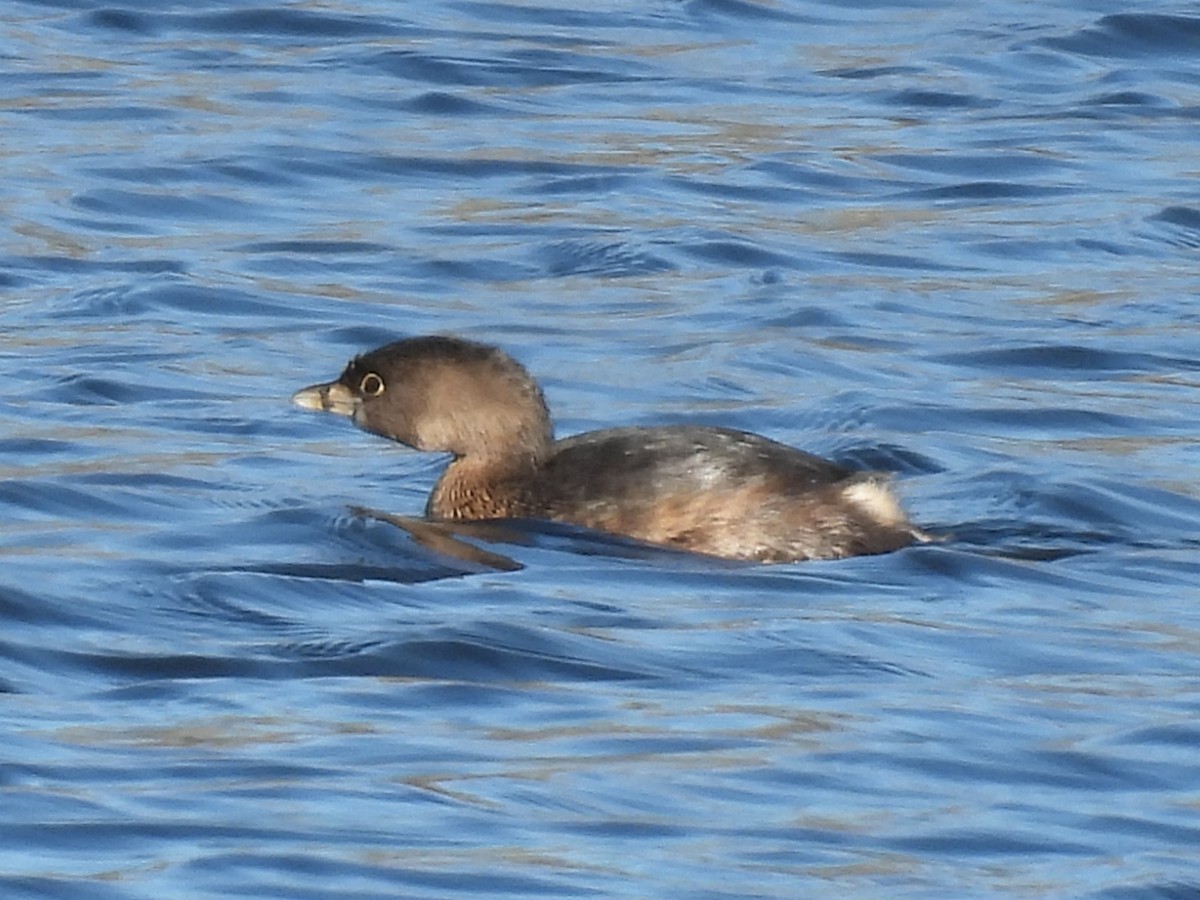 Grèbe à bec bigarré - ML647498888