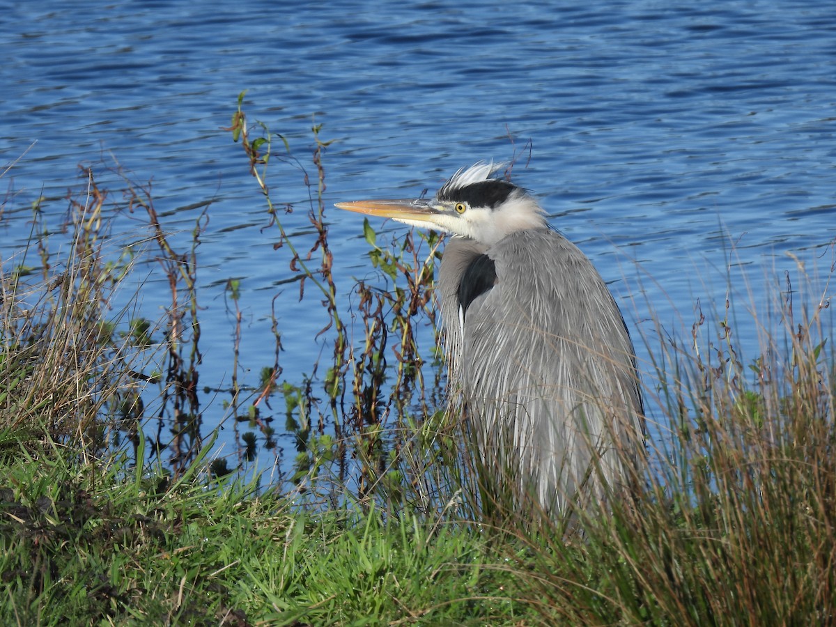 Grand Héron - ML647498889