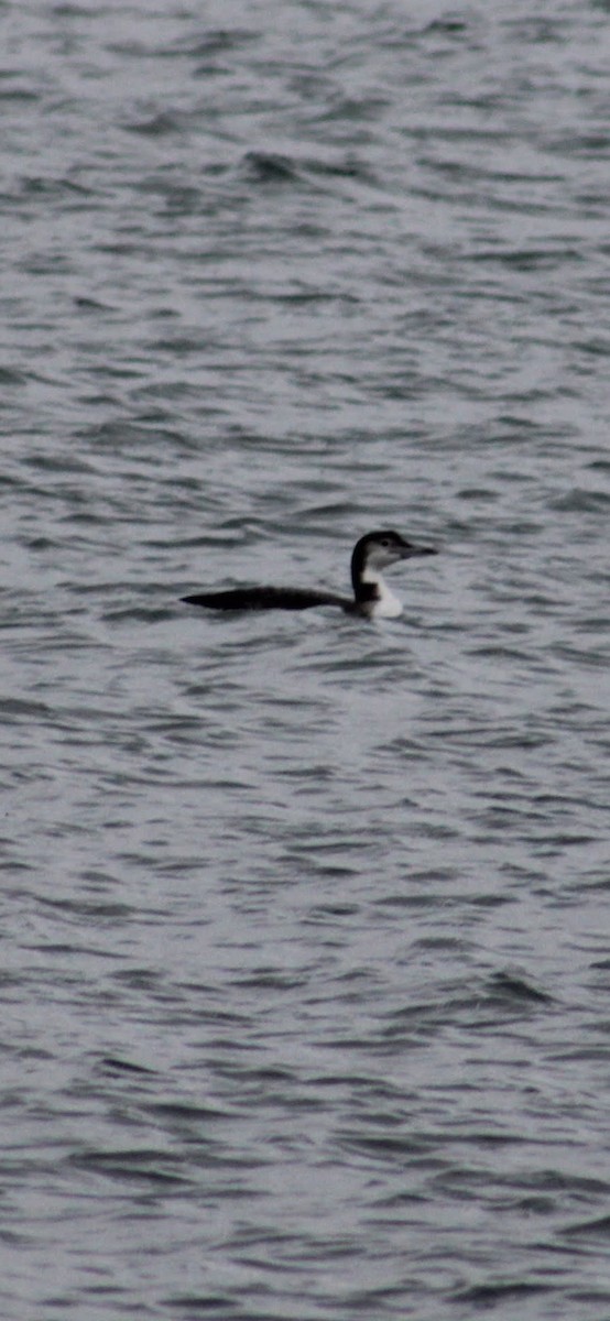 Common Loon - ML647498894