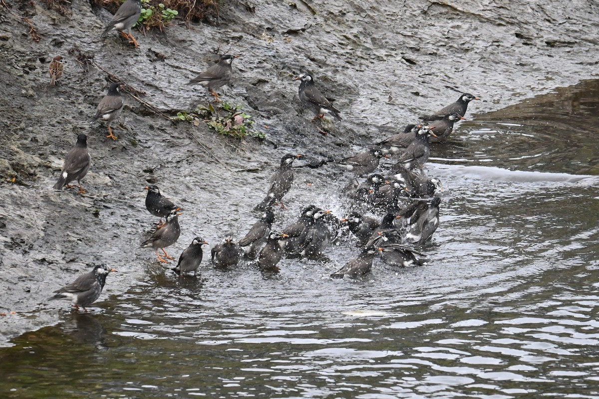 Шпак сірий - ML647498895