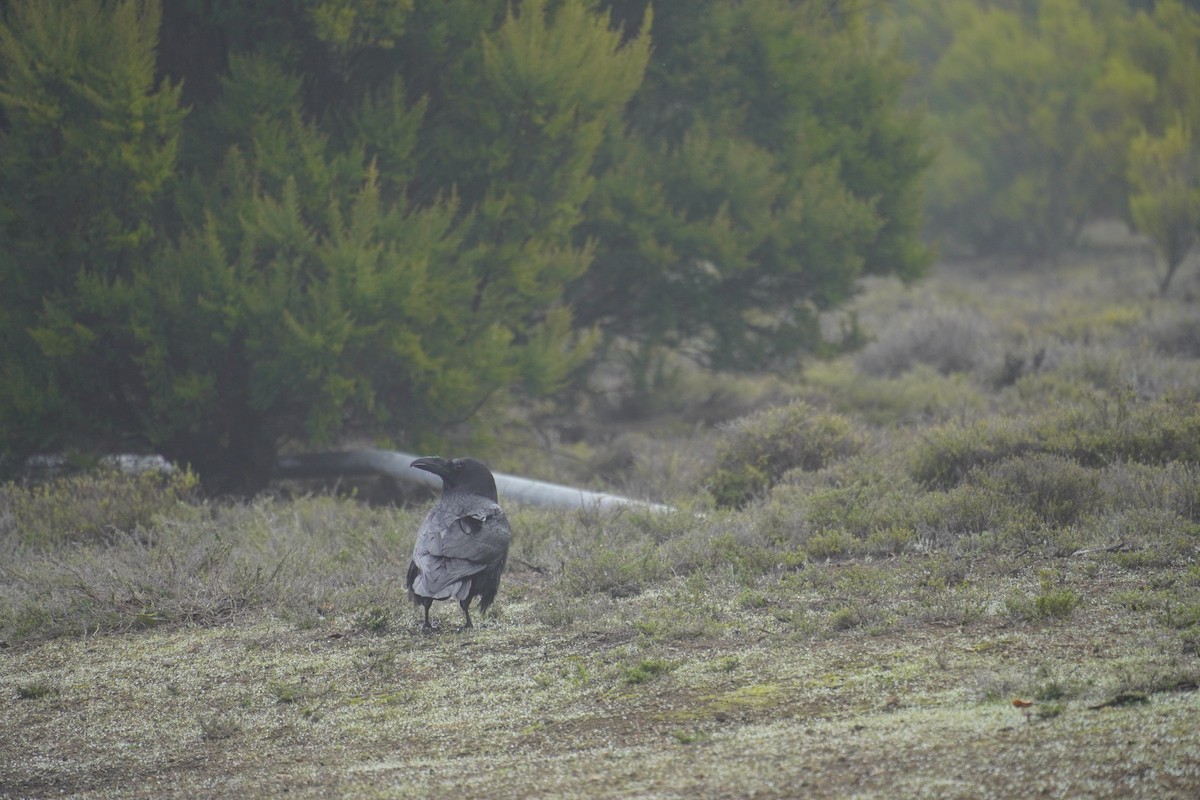 Common Raven - ML647498896