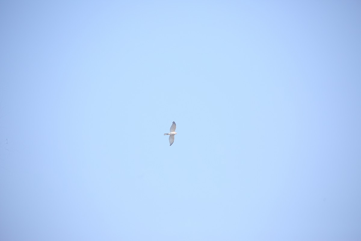 褐耳鷹 - ML647498909