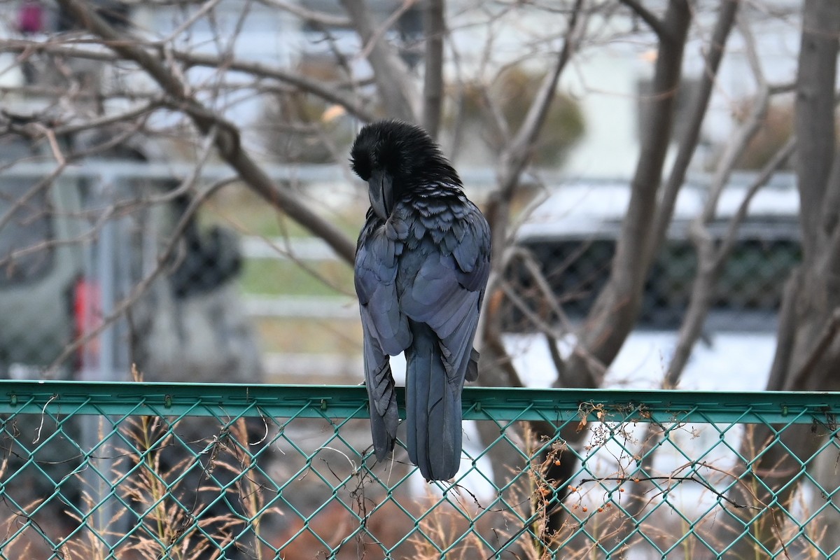 Ворона великодзьоба - ML647498911