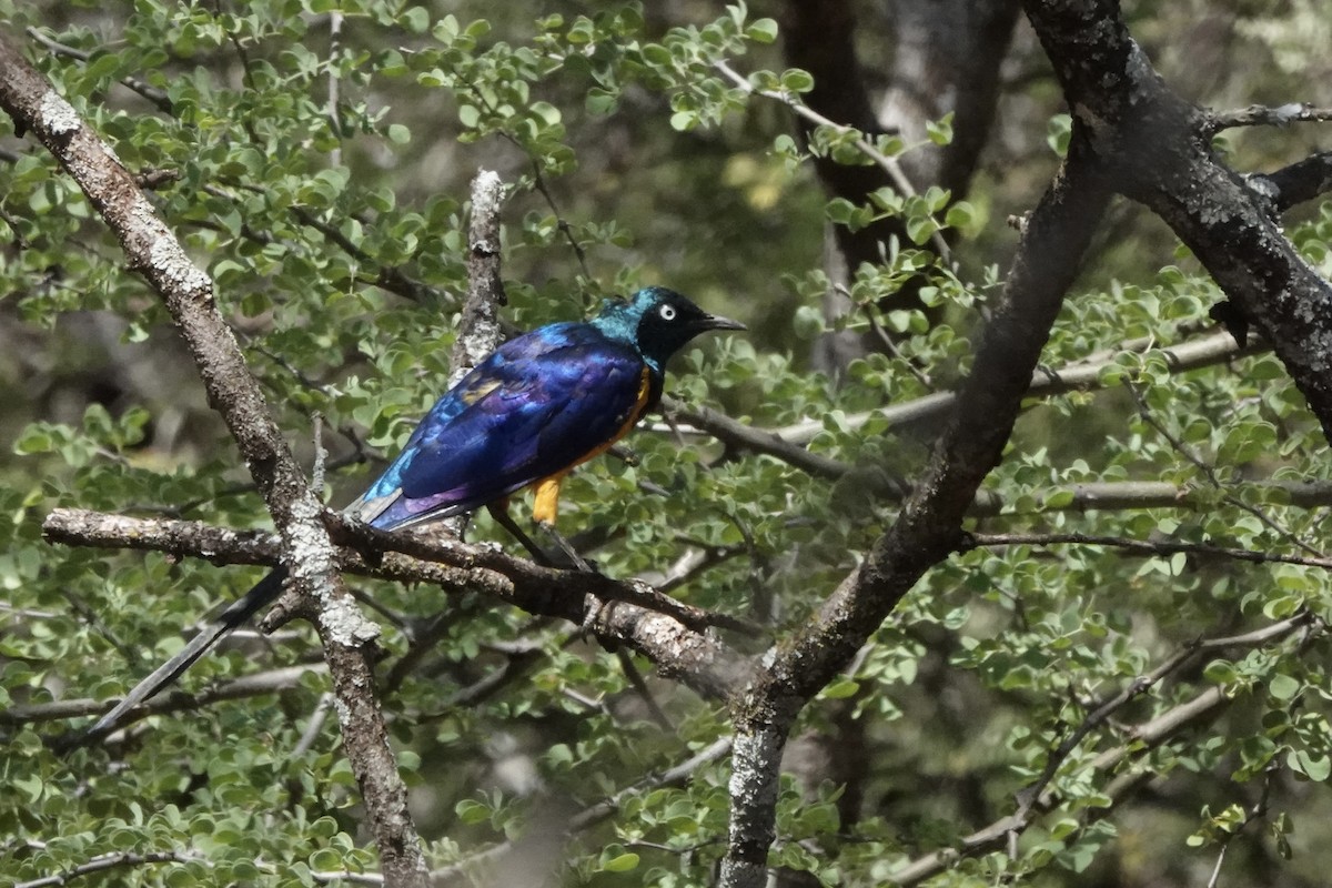 Golden-breasted Starling - ML647498916