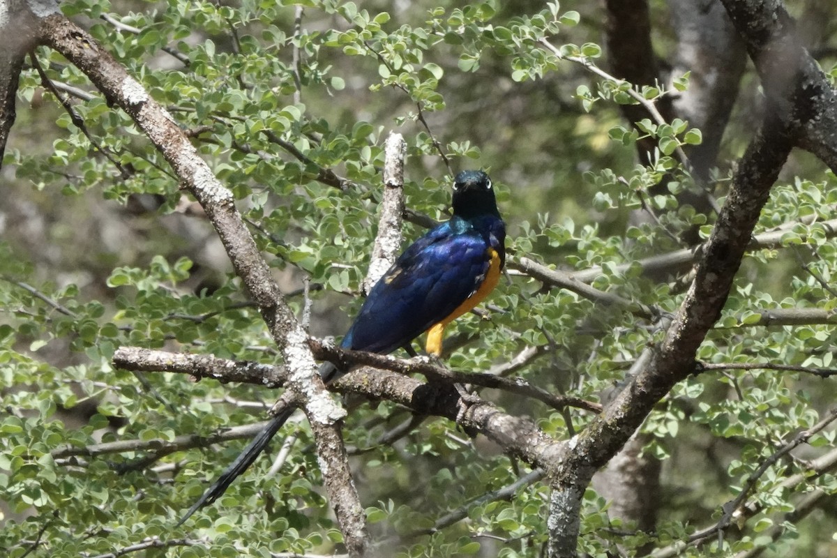 Golden-breasted Starling - ML647498917