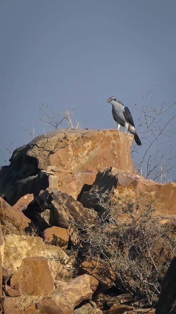 Eurasian Goshawk - ML647498918