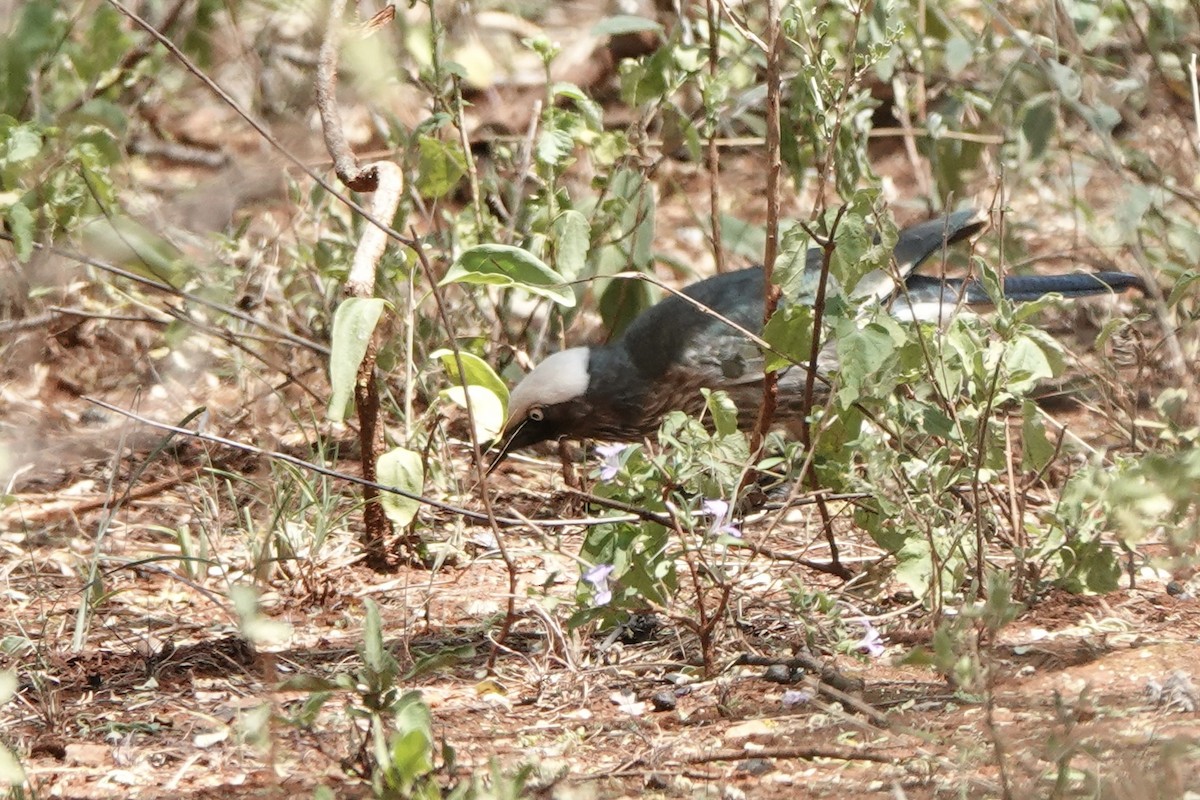 White-crowned Starling - ML647498919