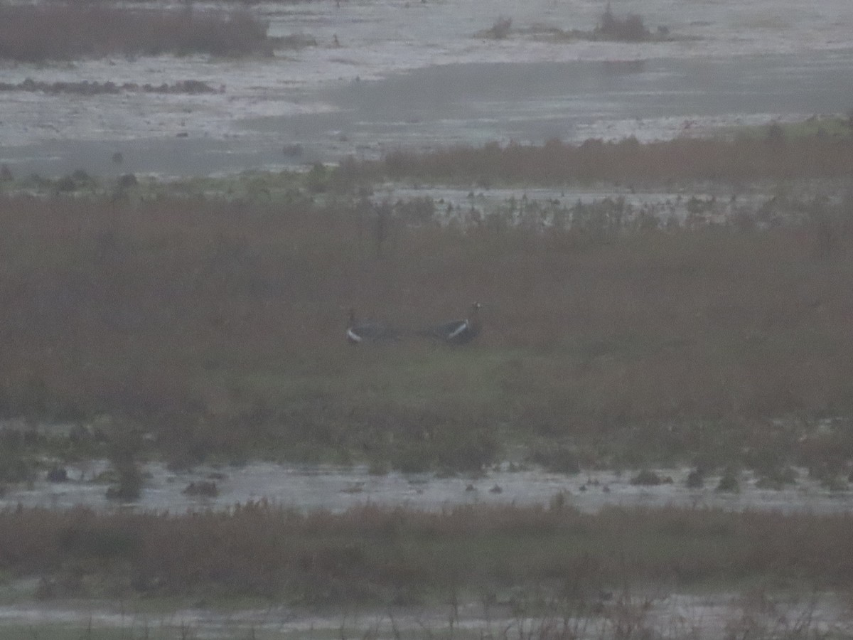 Red-breasted Goose - ML647498920