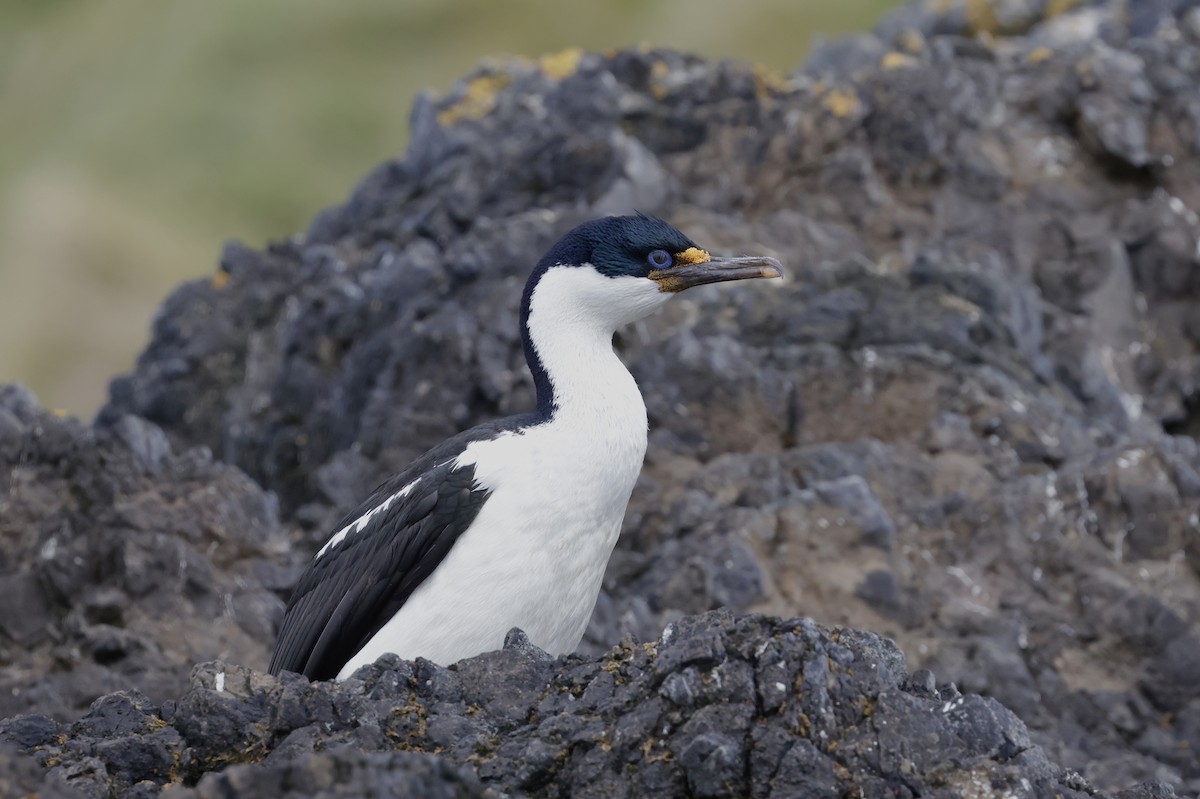 Imperial Cormorant (Macquarie) - ML647498924