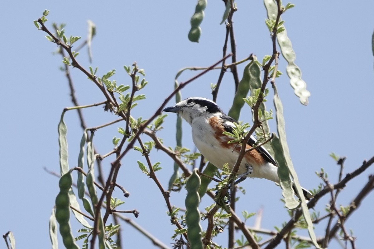 Brubru - ML647498925