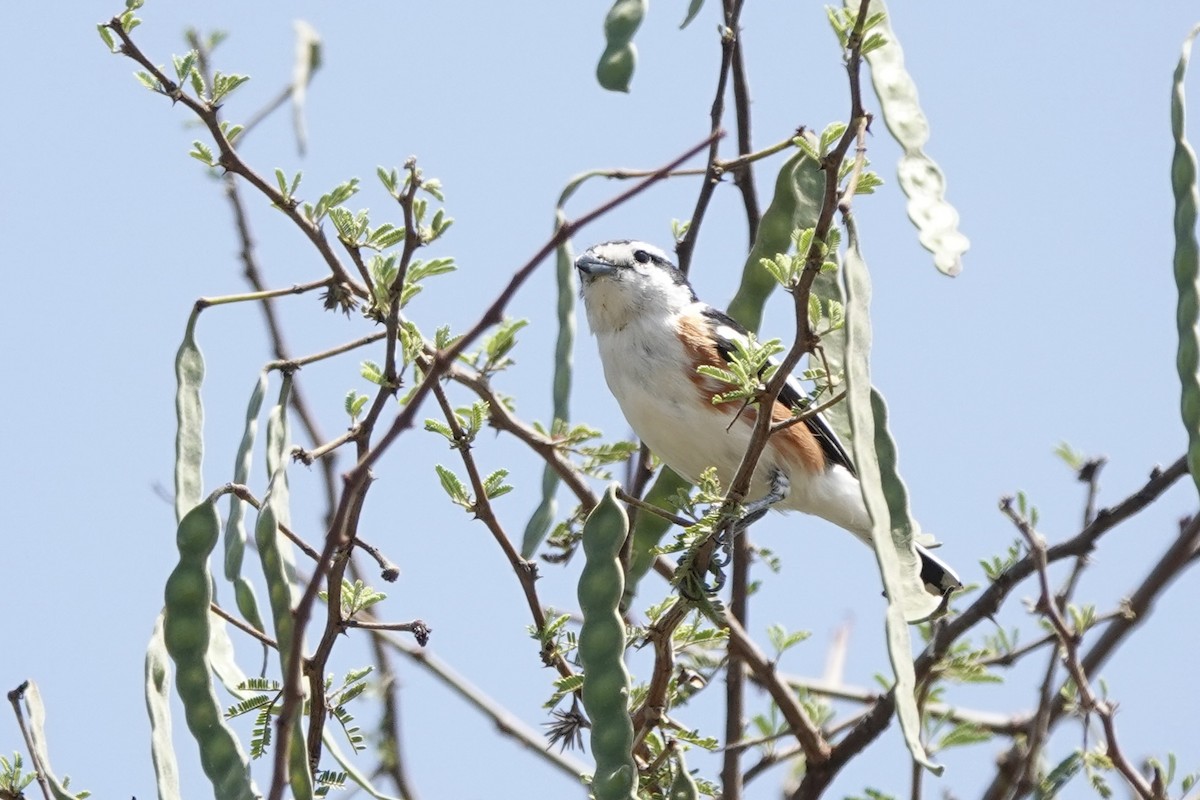 Brubru - ML647498926