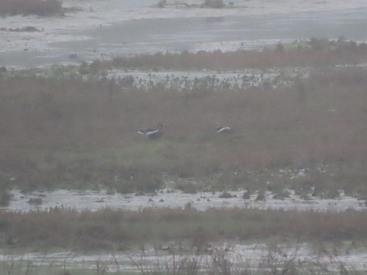 Red-breasted Goose - ML647498927