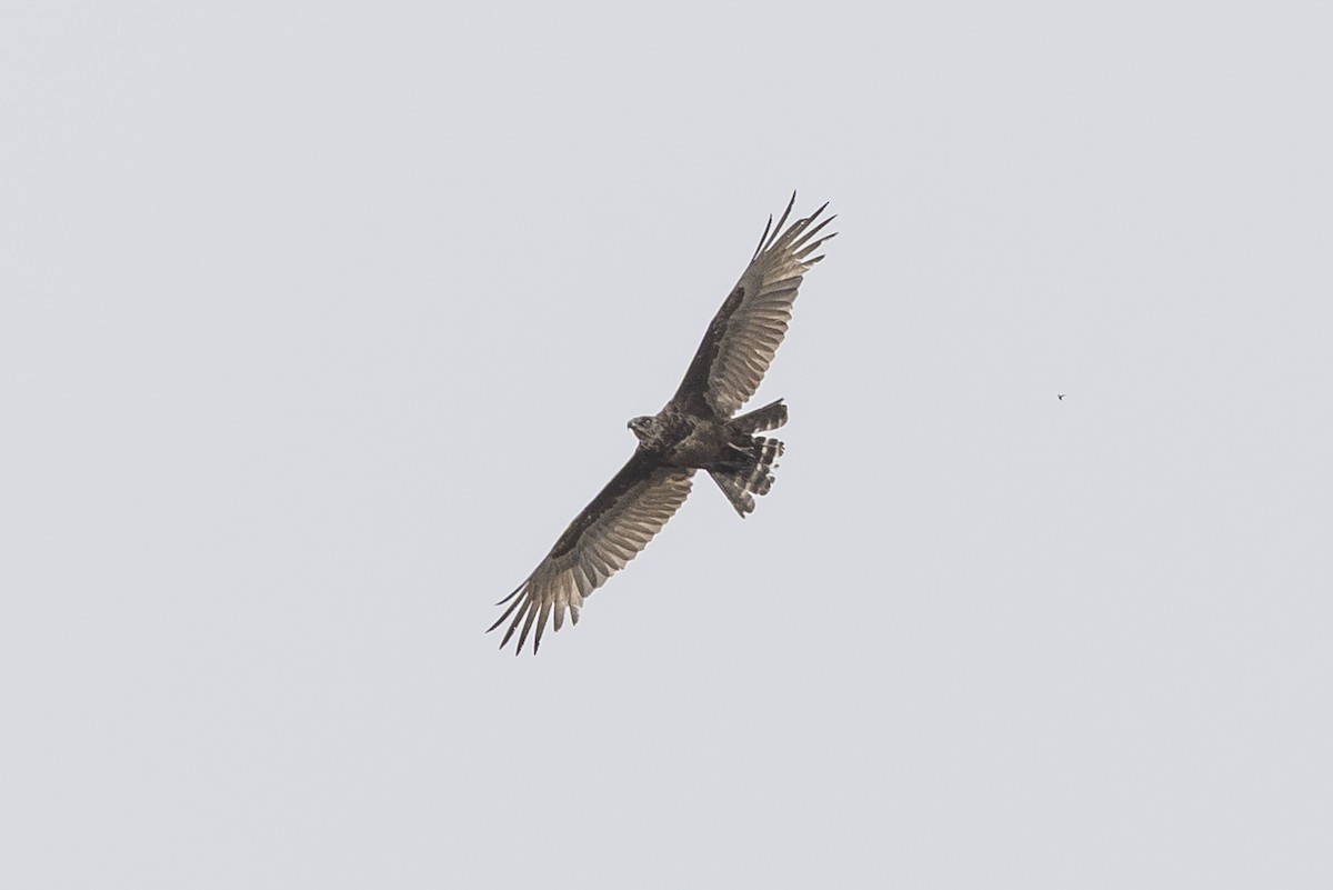 Brown Snake-Eagle - ML647498928