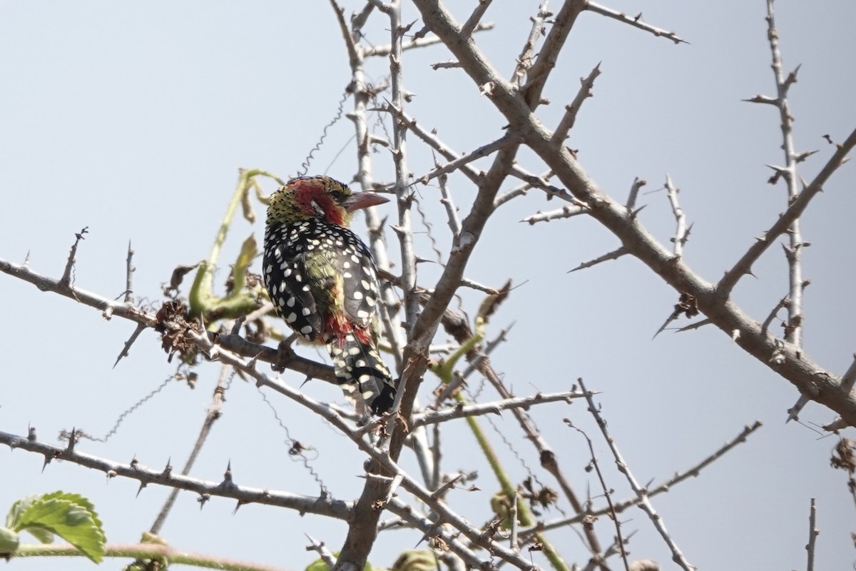 Red-and-yellow Barbet - ML647498929