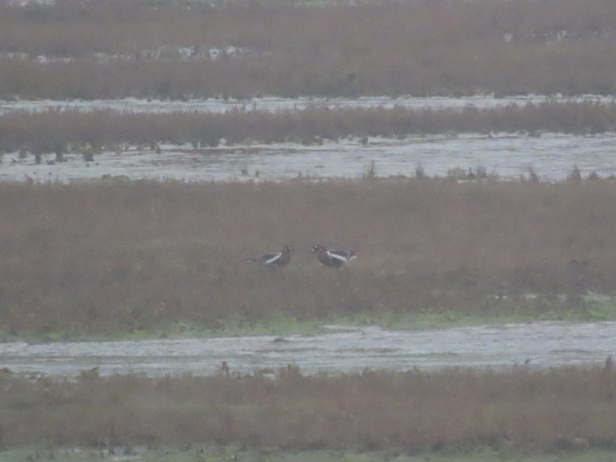 Red-breasted Goose - ML647498930