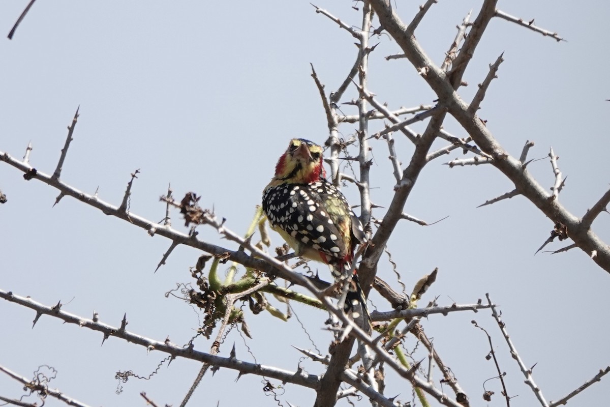 Red-and-yellow Barbet - ML647498931