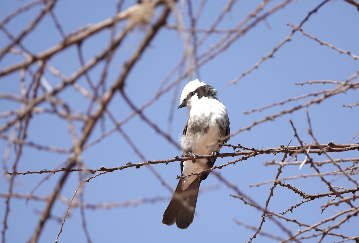 White-rumped Shrike - ML647498932