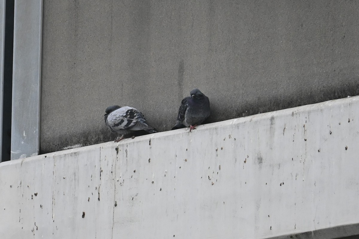 野鴿(野化) - ML647498933