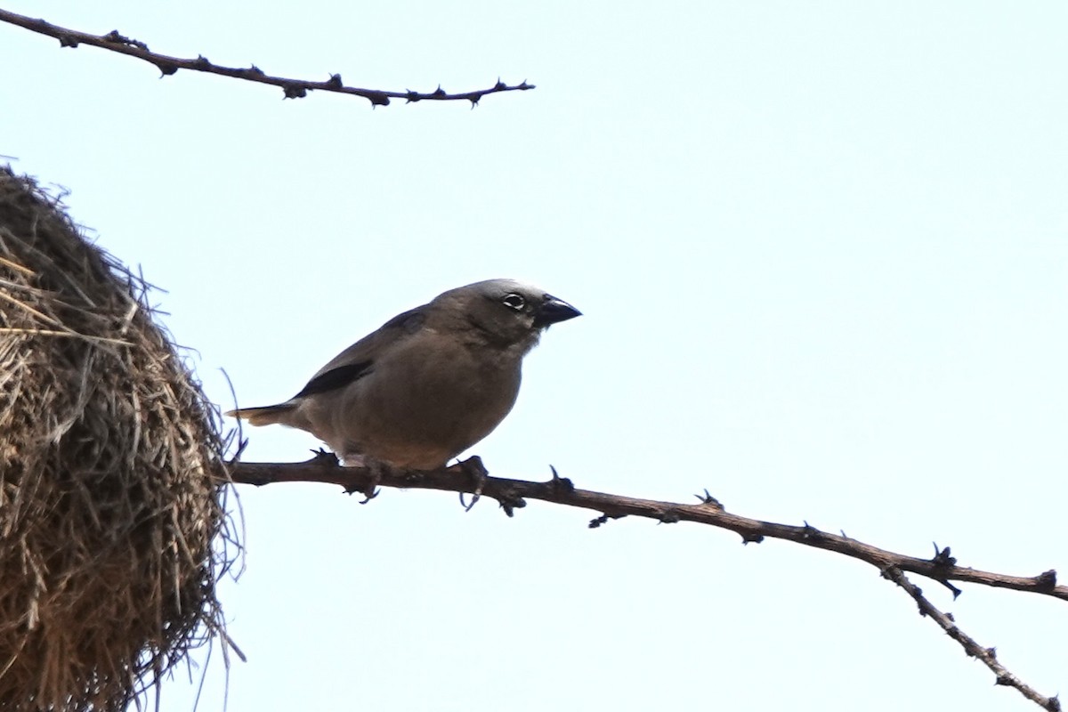 Gray-capped Social-Weaver - ML647498937