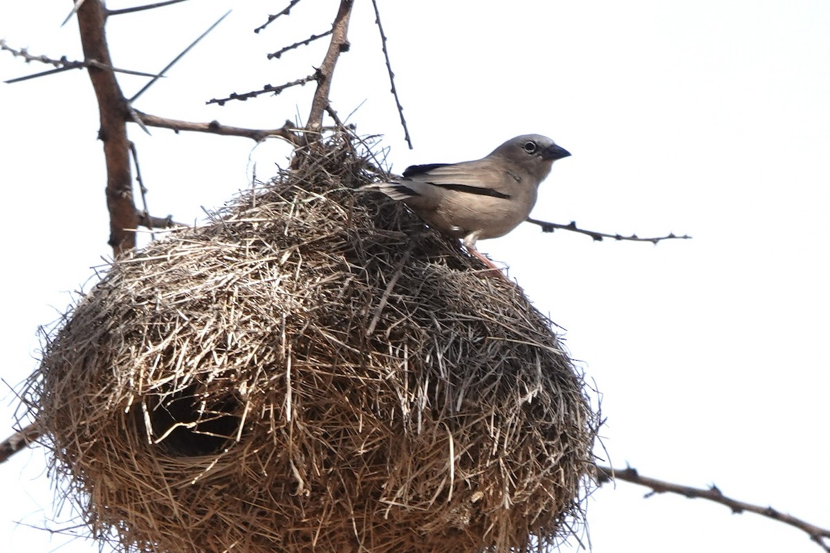 Gray-capped Social-Weaver - ML647498939