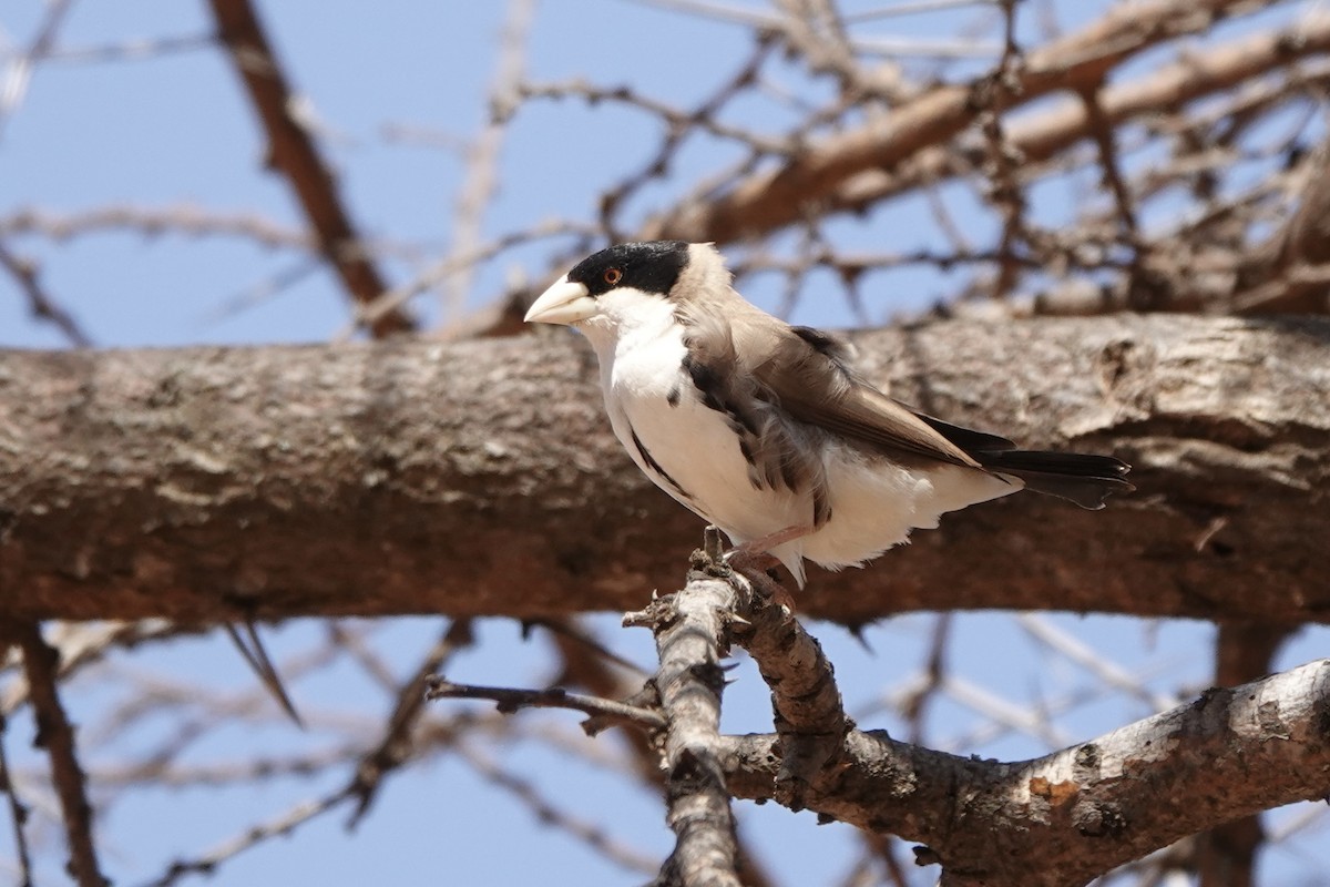 Black-capped Social-Weaver - ML647498941