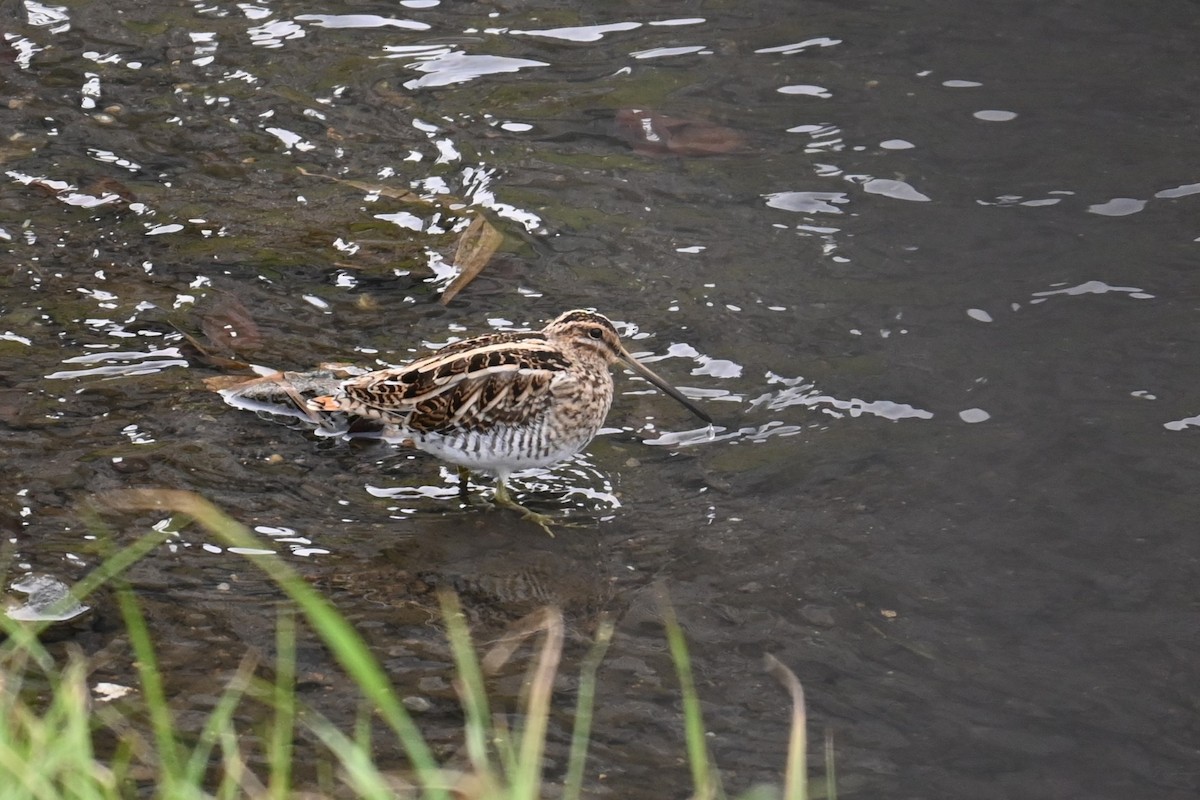 田鷸 - ML647498944