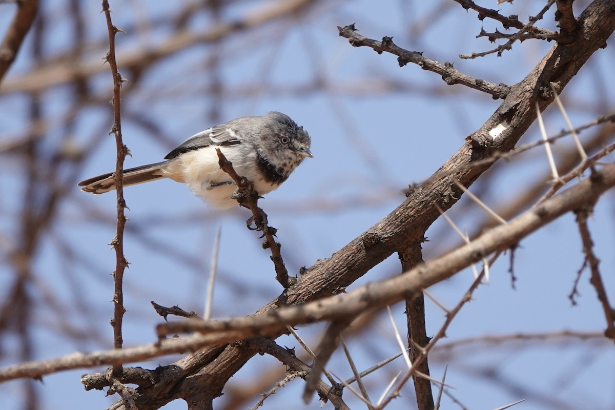 Banded Parisoma - ML647498946