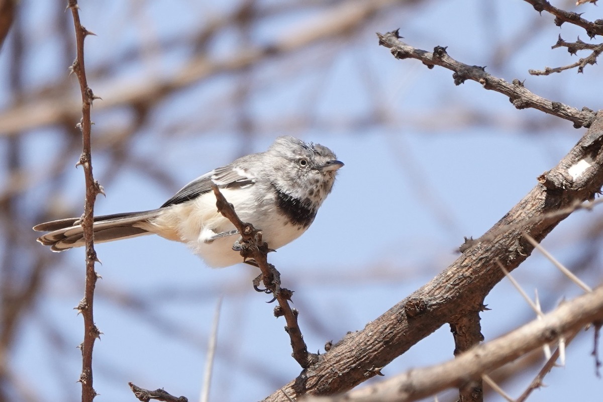 Banded Parisoma - ML647498947