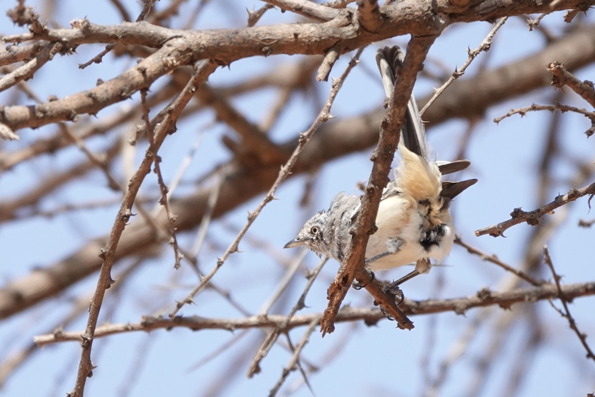 Banded Parisoma - ML647498948