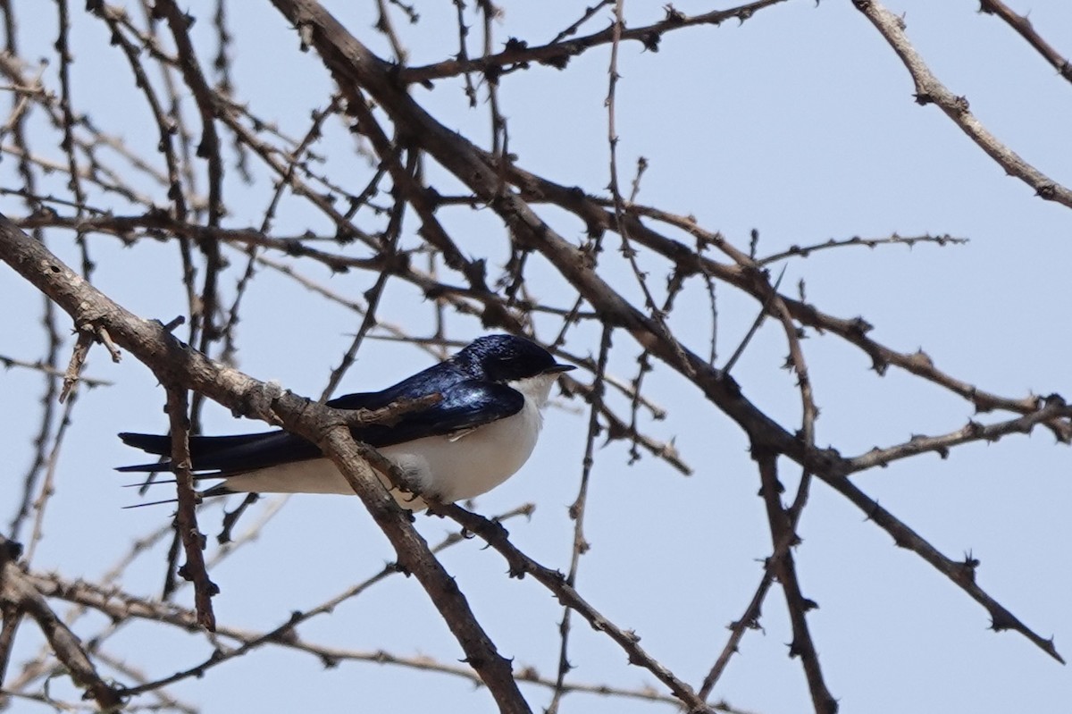 White-tailed Swallow - ML647498949
