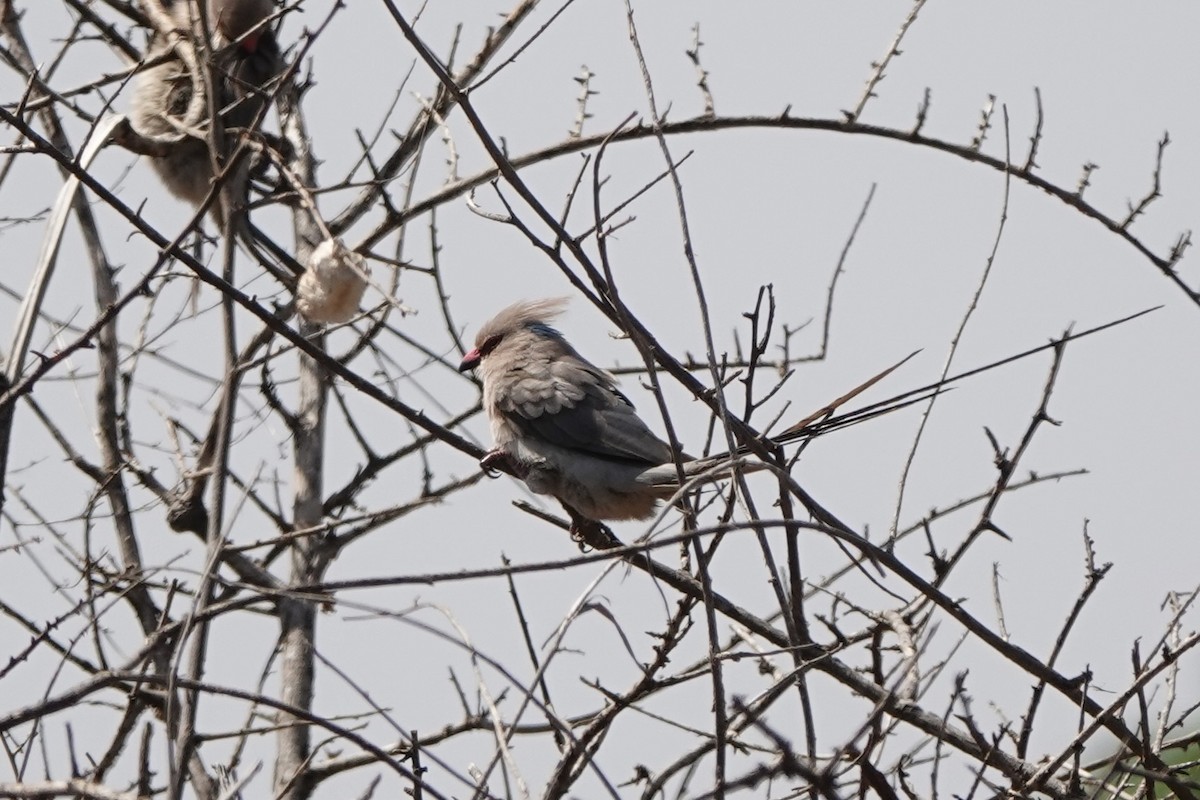 Blue-naped Mousebird - ML647498950