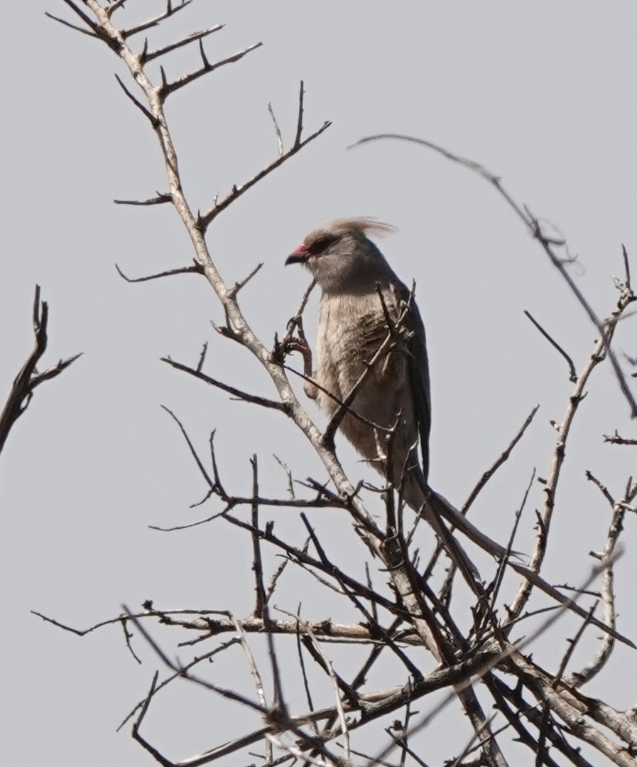 Blue-naped Mousebird - ML647498951