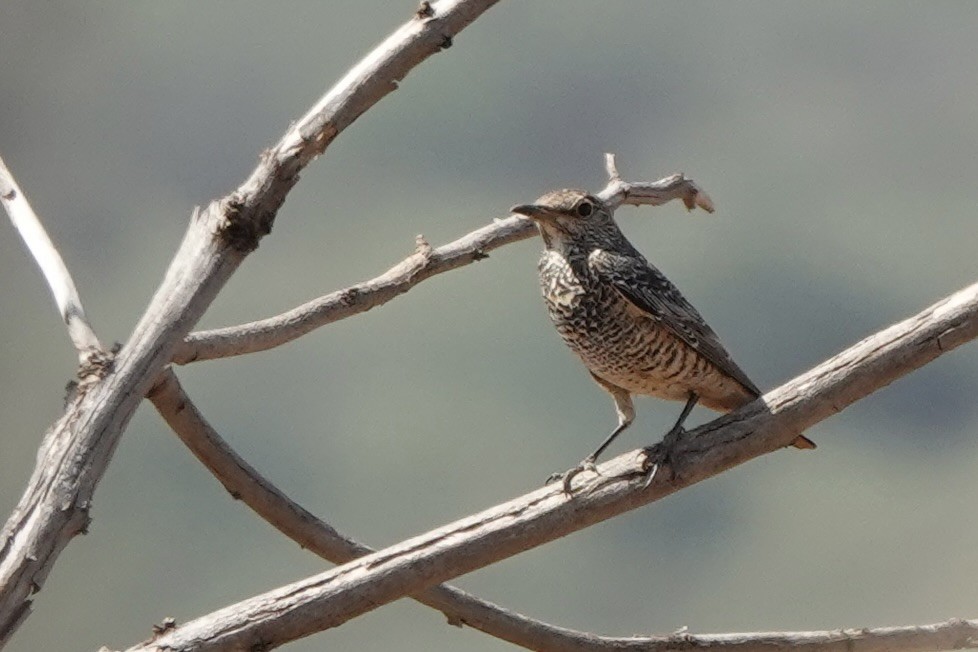 Roquero Rojo - ML647498952