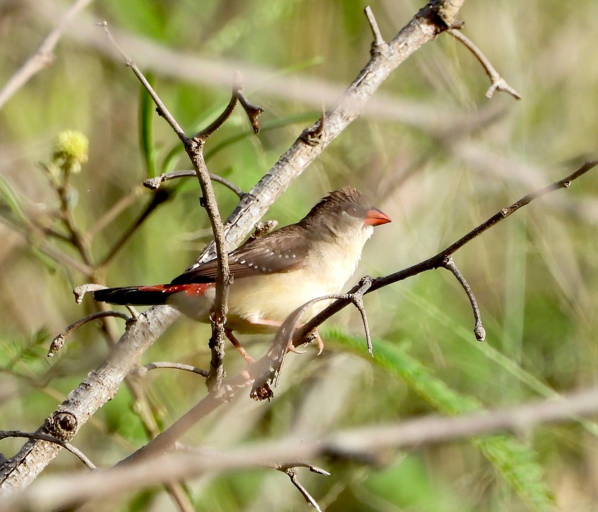 Bengalí Rojo - ML647498953