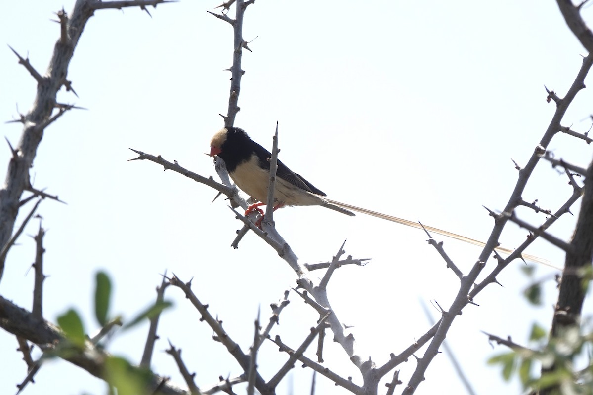 Viuda de Fischer - ML647498954