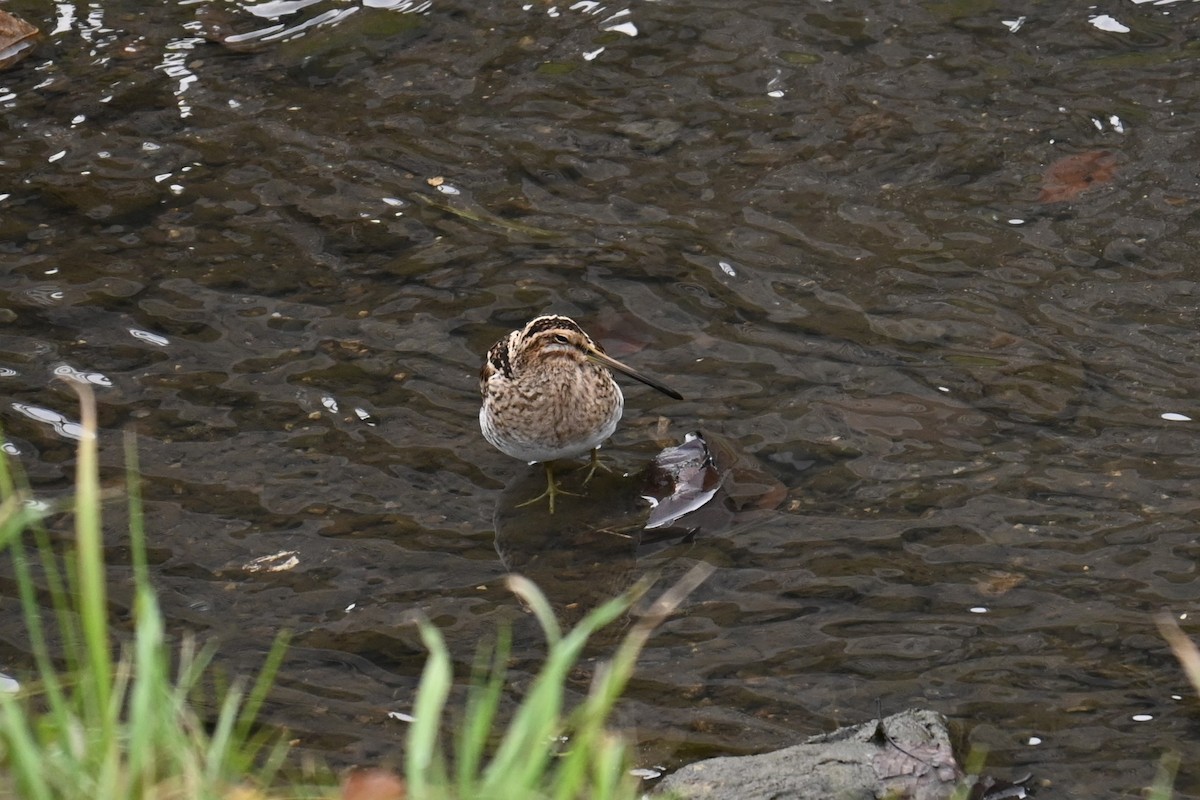 Agachadiza Común - ML647498955