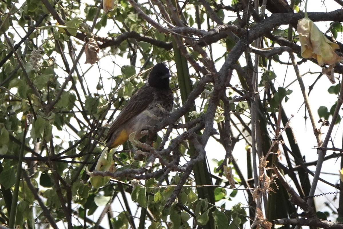 Bulbul Naranjero (dodsoni) - ML647498957