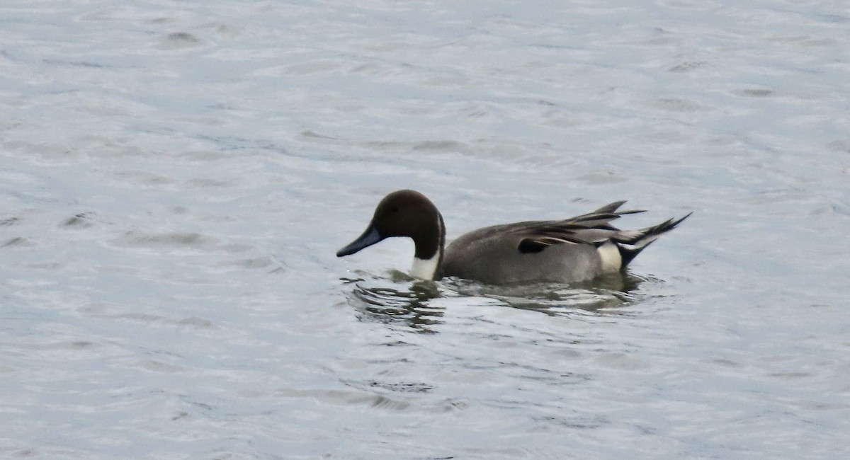 Ánade Rabudo - ML647498958