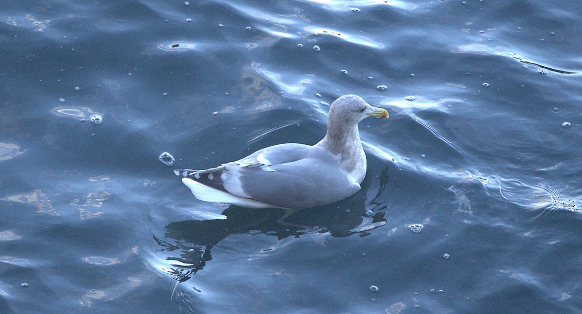 Gaviota Occidental x de Bering (híbrido) - ML647498959