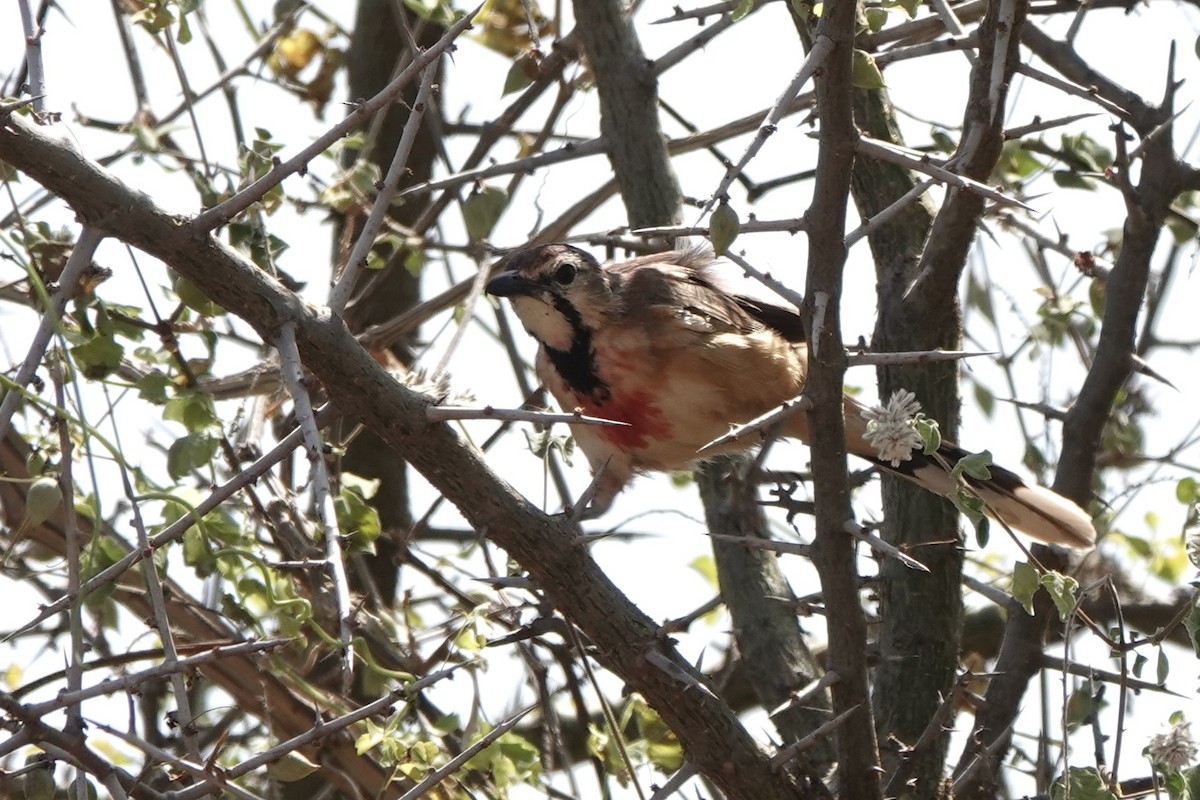 Bubú Pechirrosado - ML647498961