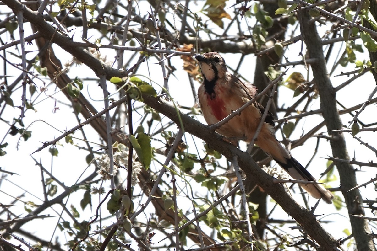 Bubú Pechirrosado - ML647498963