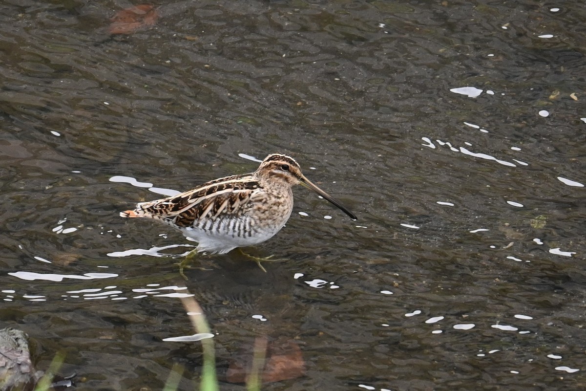 Agachadiza Común - ML647498965