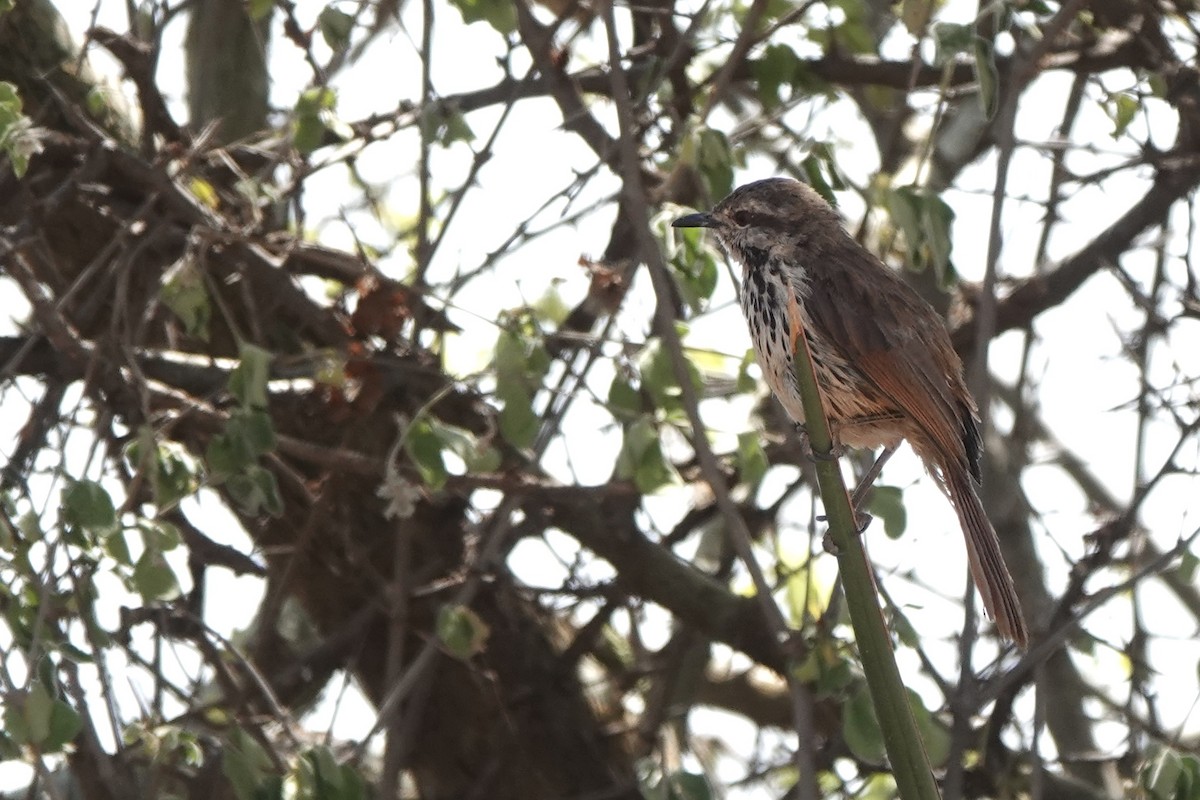 Zorzal Palmero Moteado - ML647498966