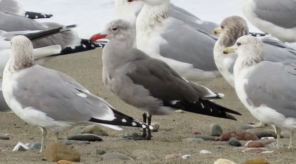 Gaviota Mexicana - ML647498968