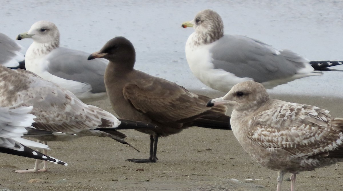 Gaviota Mexicana - ML647498971
