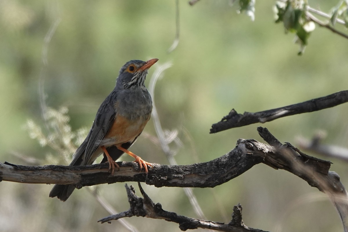 Zorzal Ceniciento - ML647498972