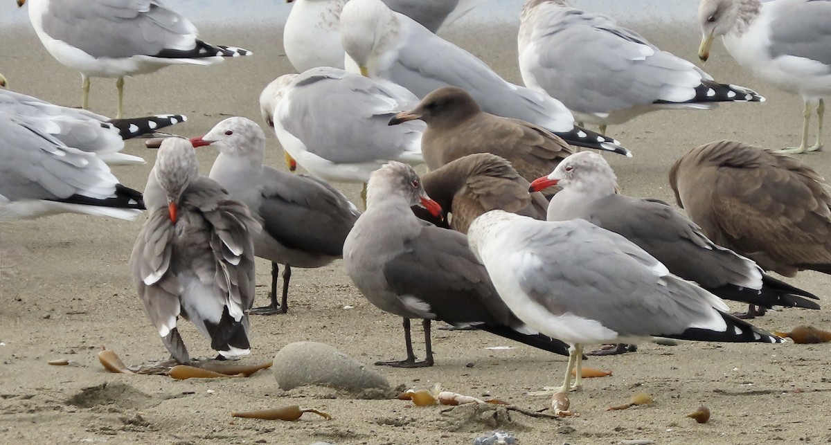 Gaviota Mexicana - ML647498973