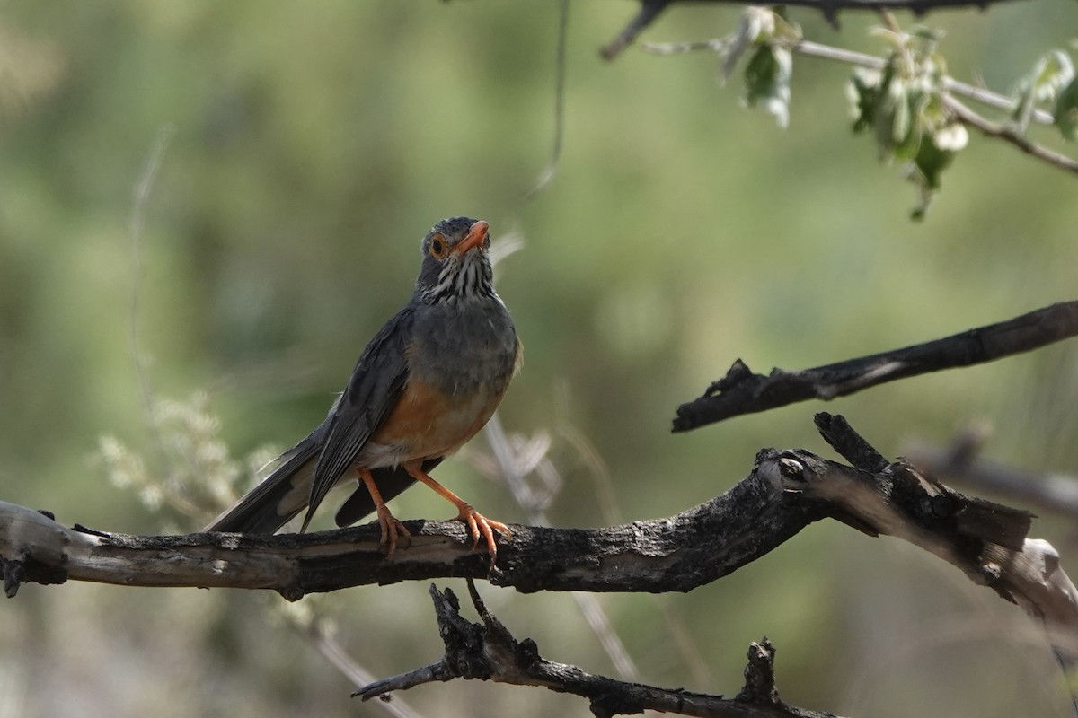 Zorzal Ceniciento - ML647498974
