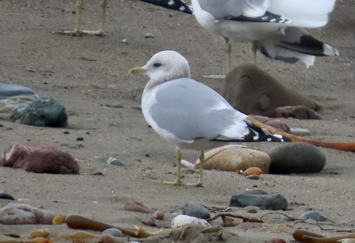 Gaviota de Alaska - ML647498975
